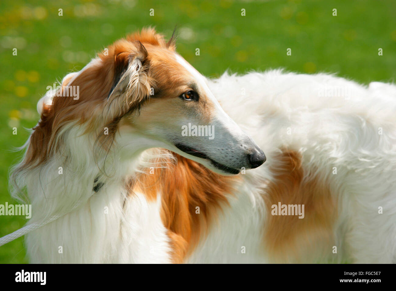 Borzoi Hound, Russian Sight Hound (Canis lupus familiaris). Portrait of adult. Germany Stock Photo