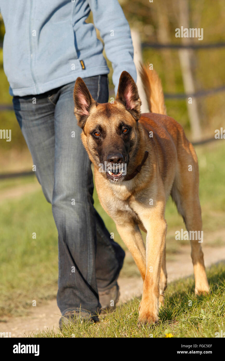 Belgian Shepherd, Malinois. Adult dog walking to heel. Germany Stock Photo