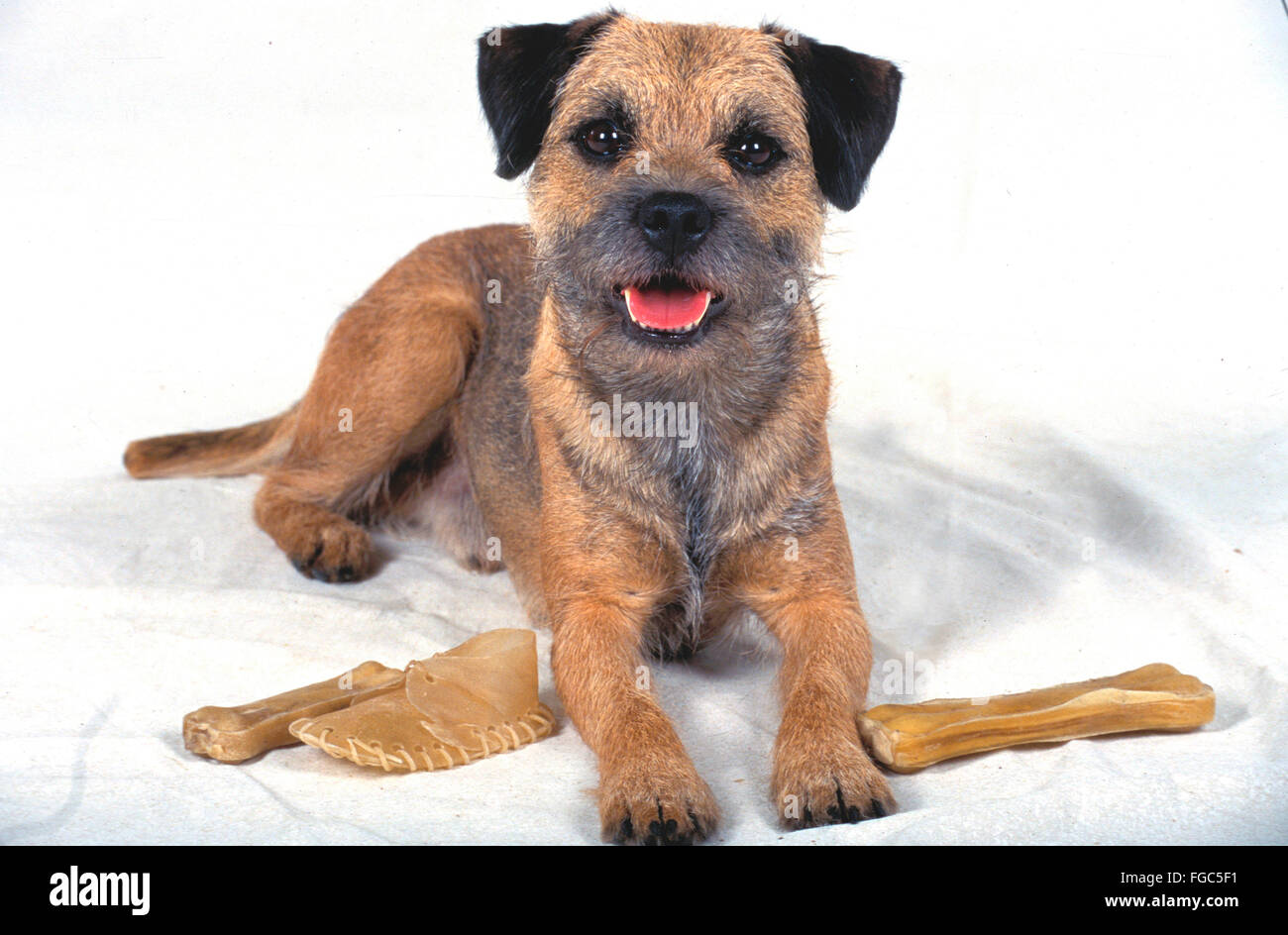 Border terrier adult hi-res stock photography and images - Alamy