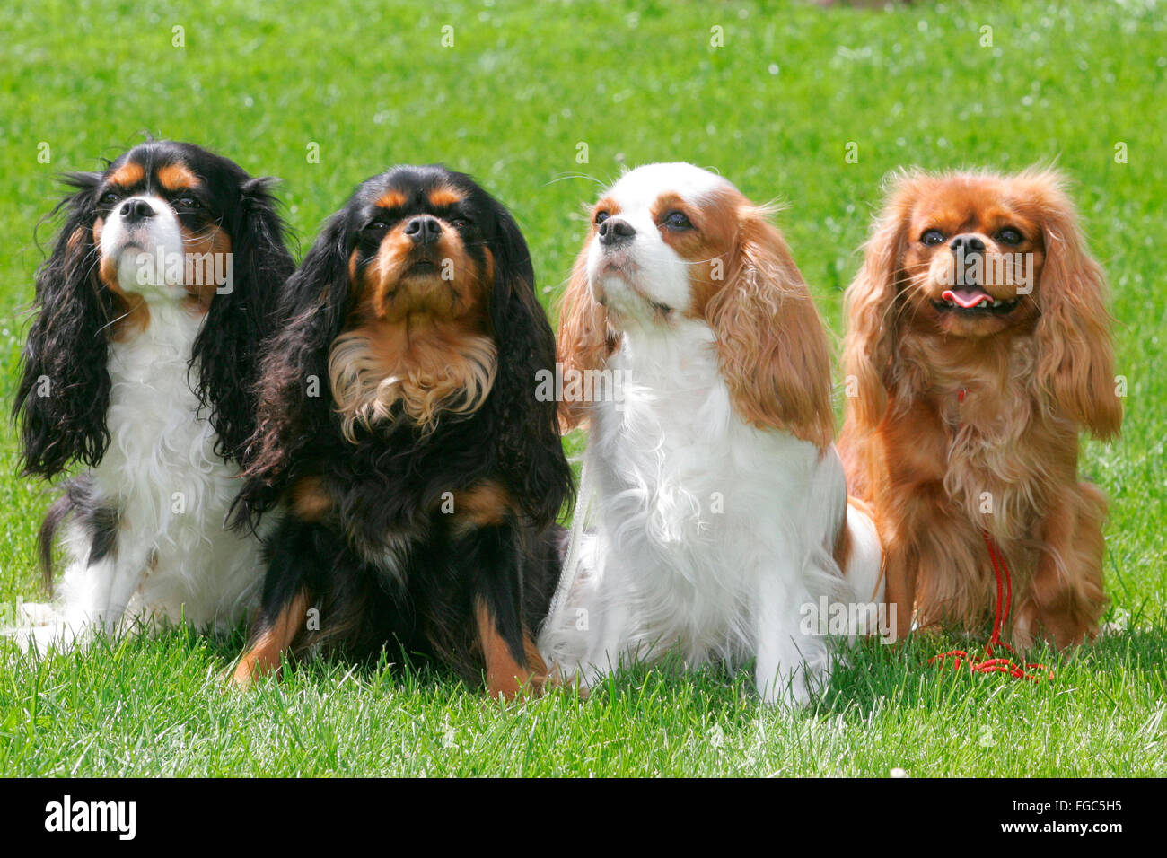 Cavalier King Charles Spaniel Four Adults Of Different Color Sitting Cavalier King Charles Spaniel Four Adults Of Different Color Sitting