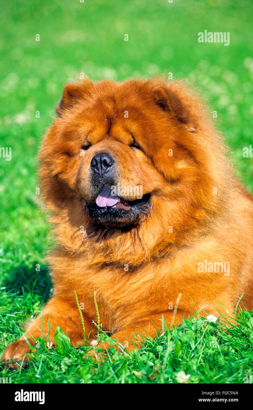 Chow Chow. Adult dog lying on grass. Germany Stock Photo
