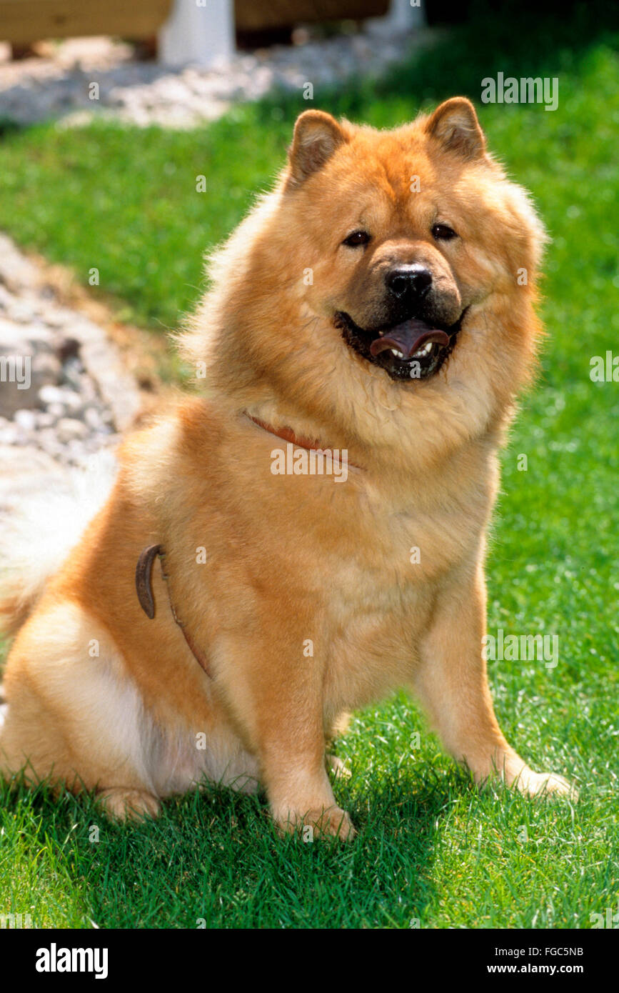 Chow chow cheap dog adult