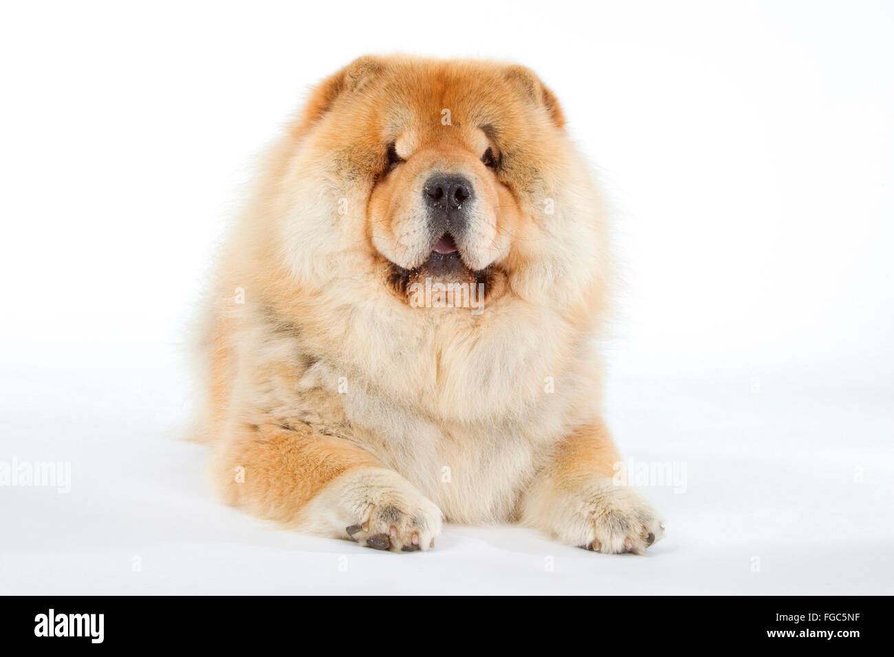 Chow Chow. Adult dog lying. Studio picture against a white background. Germany Stock Photo
