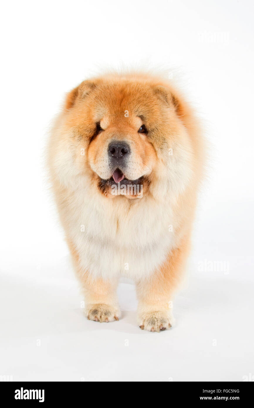 chow chow dog white