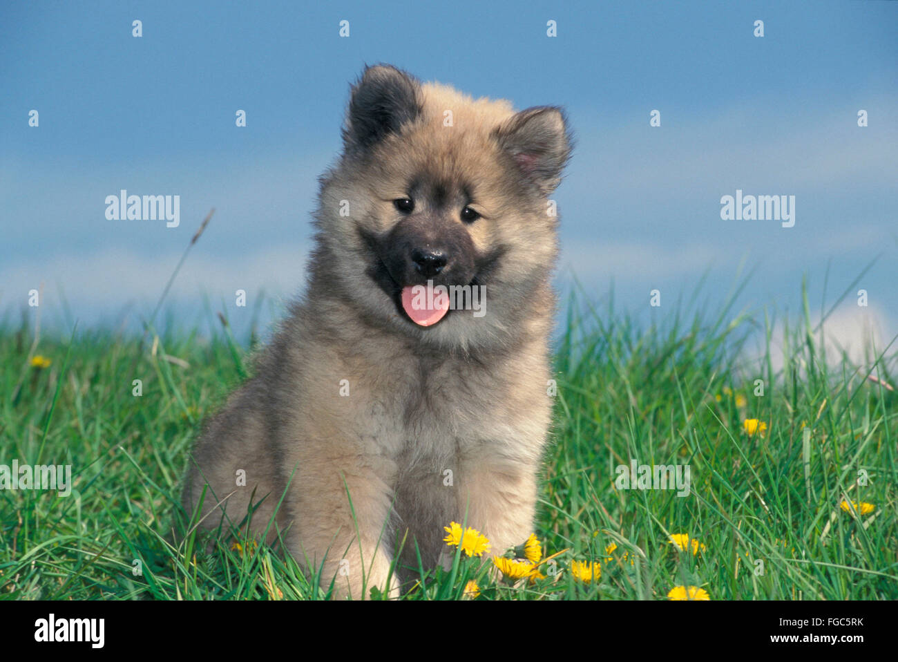 Eurasian Puppy High Resolution Stock Photography And Images Alamy
