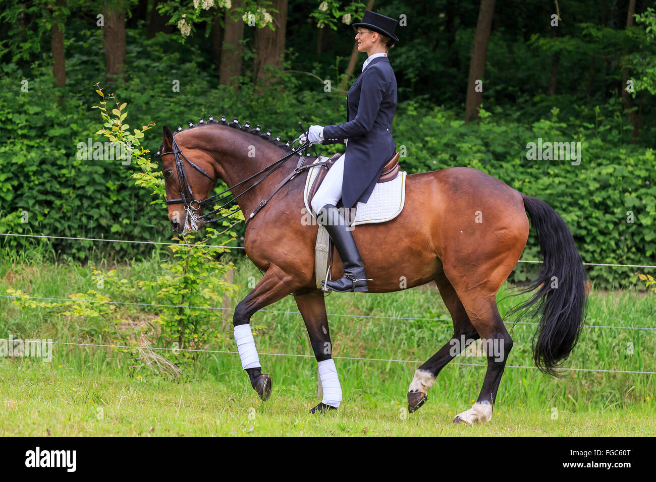 Rider on bay Trakehner horse, performing a Piaffe. Germany Stock Photo ...