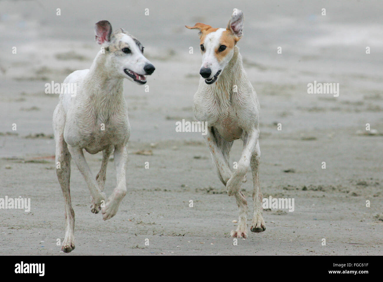 Magyar Agar. Two adults running on a beach. Germany Stock Photo