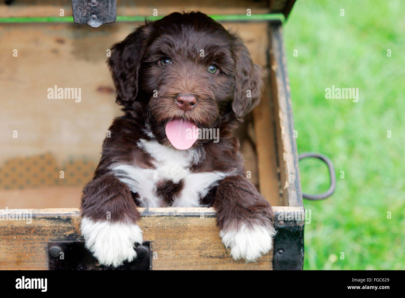 Portuguese Water Dog. Puppy looking out from an old suitcase. Germany..... Stock Photo