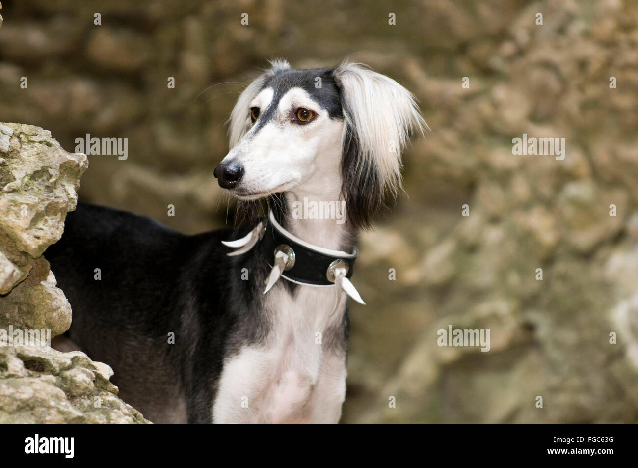 Saluki, Persian Greyhound. Portrait of adult dog. Germany Stock Photo