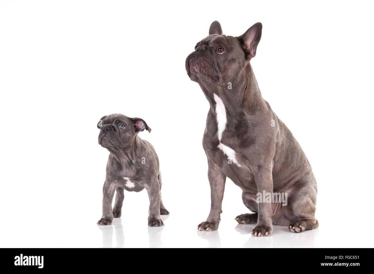 French Bulldog. Black juvenile (1 year old) and a puppy (9 weeks old) standing and sitting. Studio picture against a white background. Germany Stock Photo