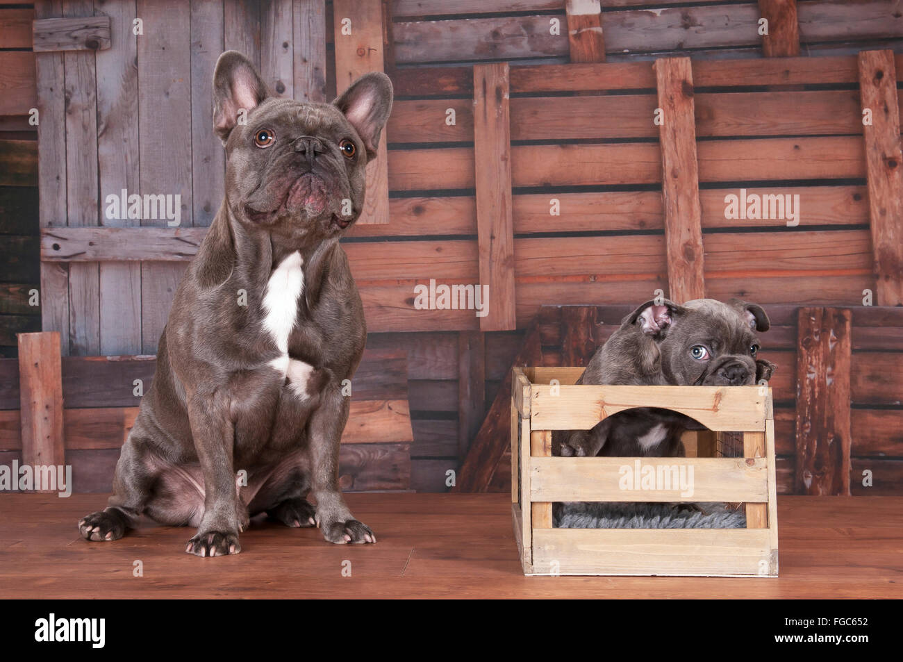 French Bulldog. Black juvenile (1 year old) and a puppy (9 weeks old) in a shed. Germany Stock Photo