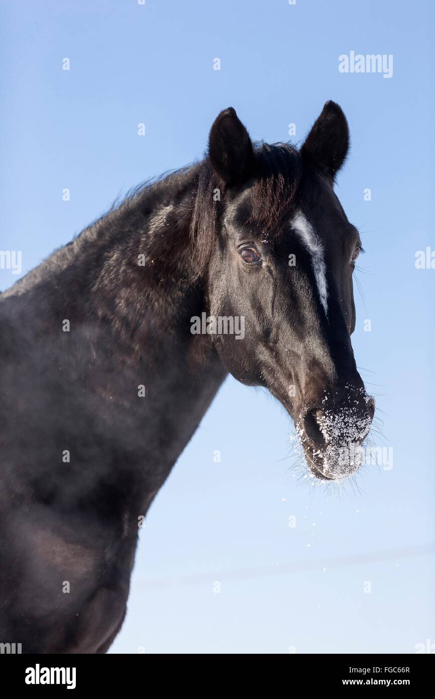 Swedish Warmblood. Portrait of black gelding in winter. Germany Stock