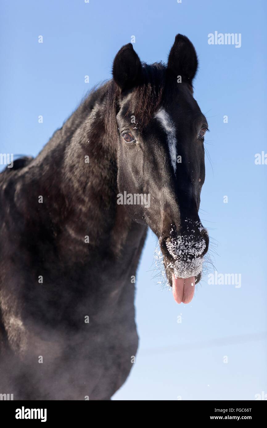 Swedish Warmblood. Portrait of black gelding in winter with tongue sticked out. Germany Stock Photo