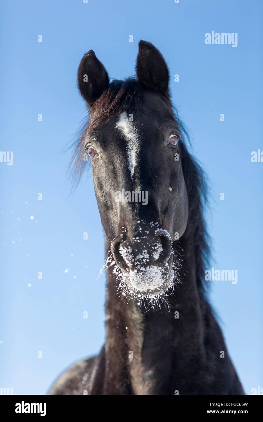 Swedish Warmblood. Portrait of black gelding in winter. Germany Stock