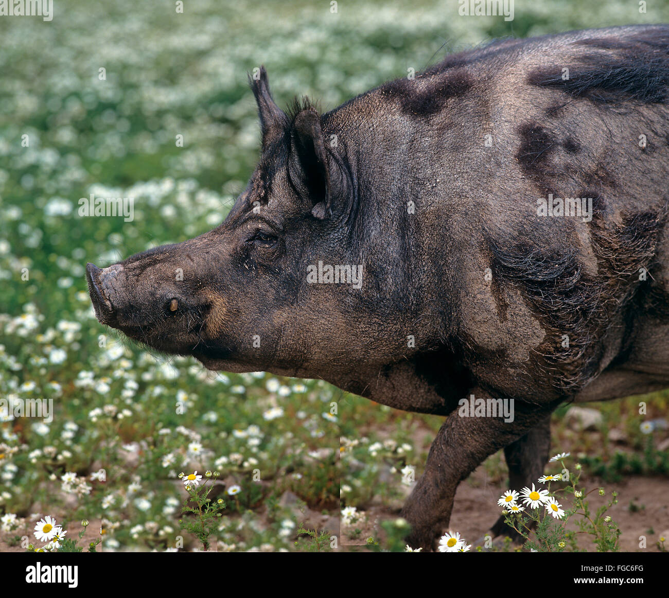 Domestic pig bred to to resemble the pigs in the Iron Age. Portrait of