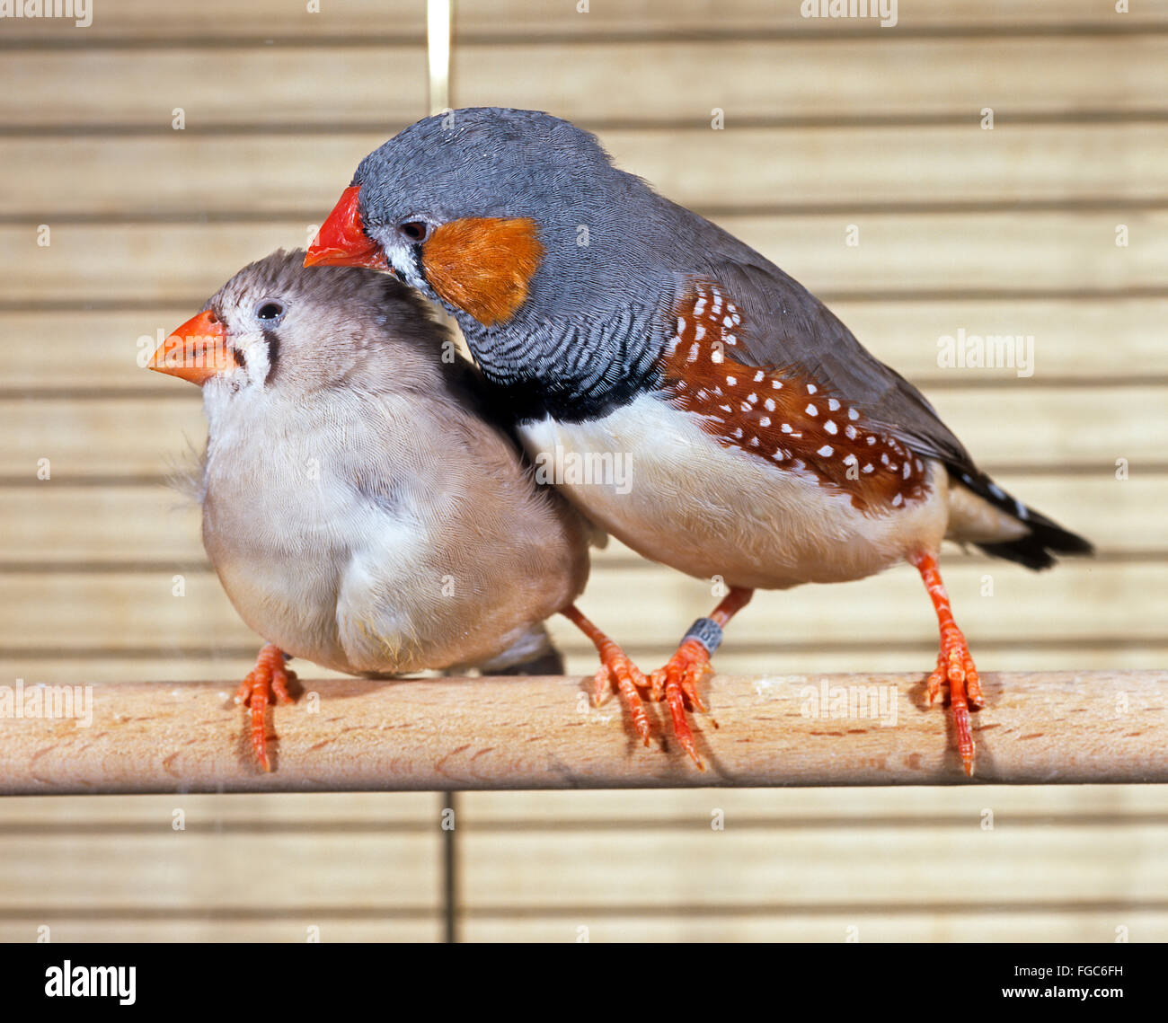 Zebra finch male female hi-res stock photography and images - Alamy