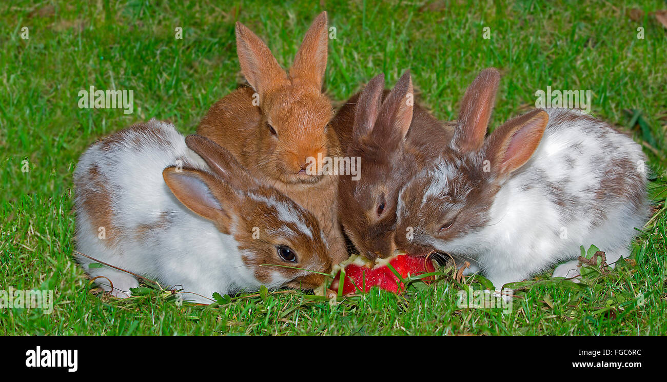 Pygmy rabbit. Four young on grass, eating an apple. Germany Stock Photo