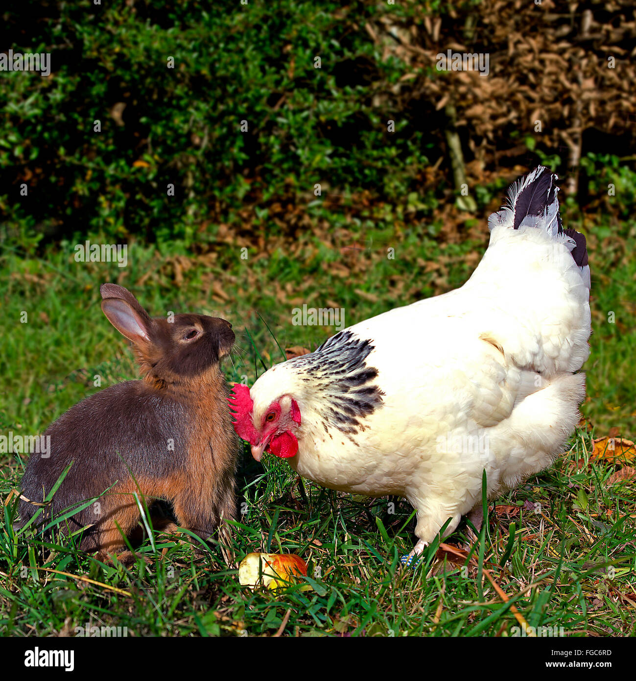 Domestic Rabbit and Sussex Chicken. Hen and rabbit eating an apple in a