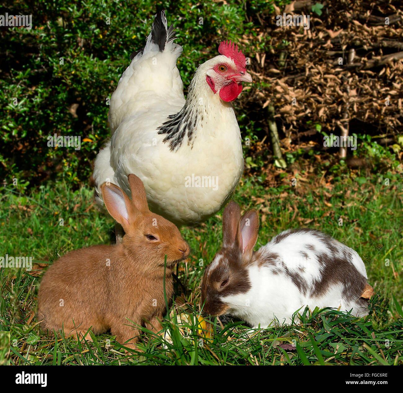 Domestic Rabbit and Sussex Chicken. Hen and two rabbits eating an apple