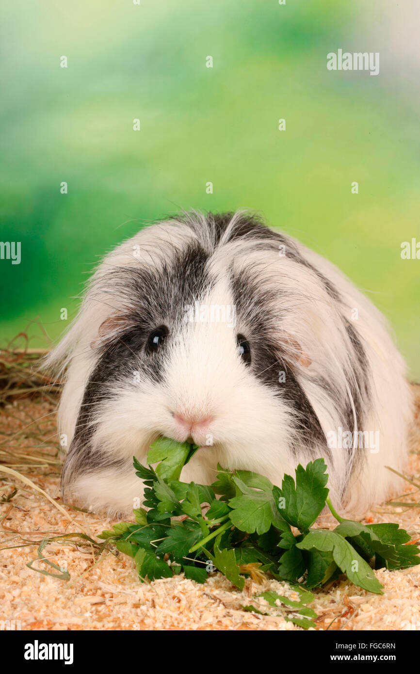 Guinea Pig With Parsley High Resolution Stock Photography and Images