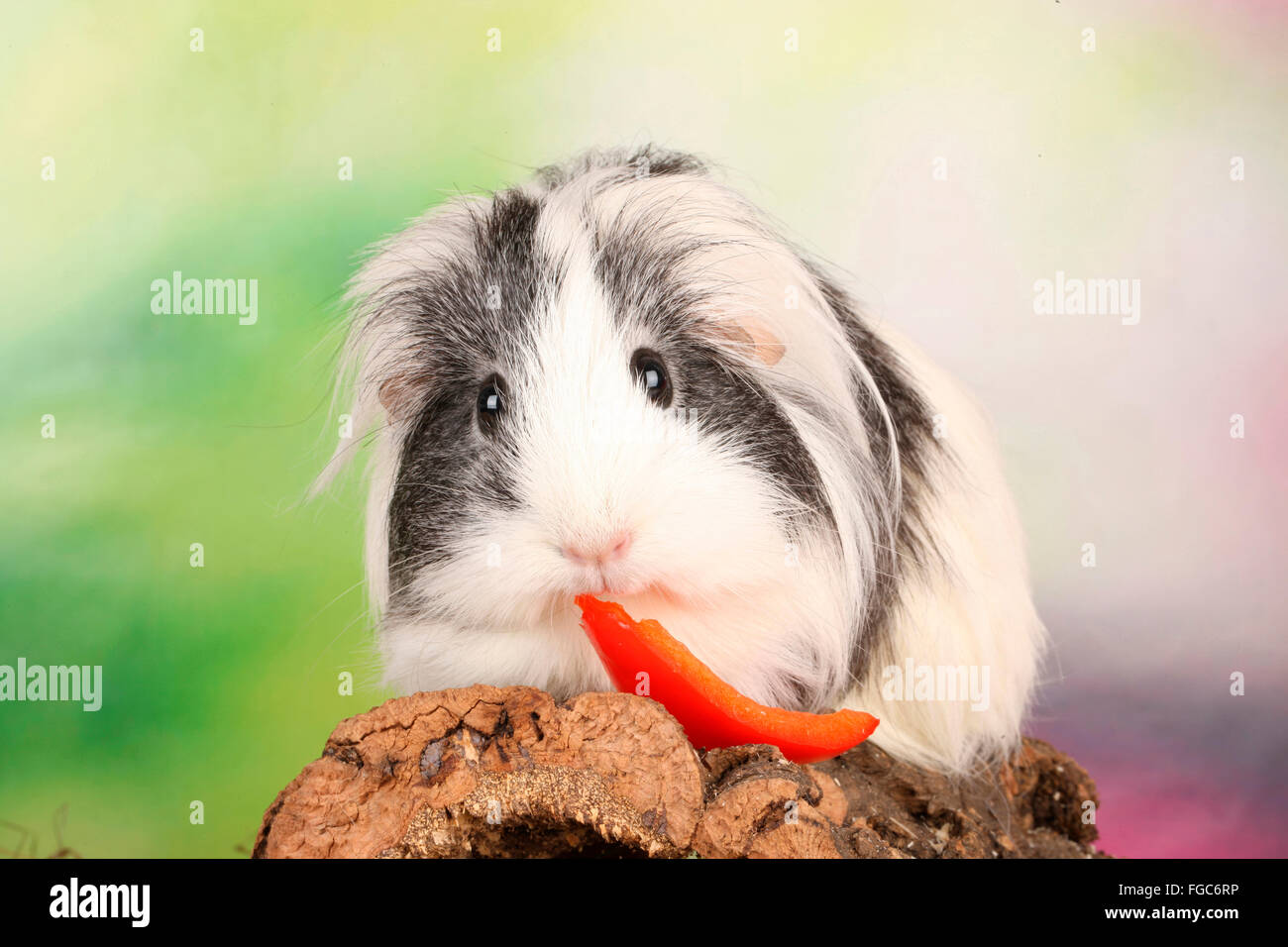Guinea Pig, Cavie eating tomato. Germany Stock Photo - Alamy