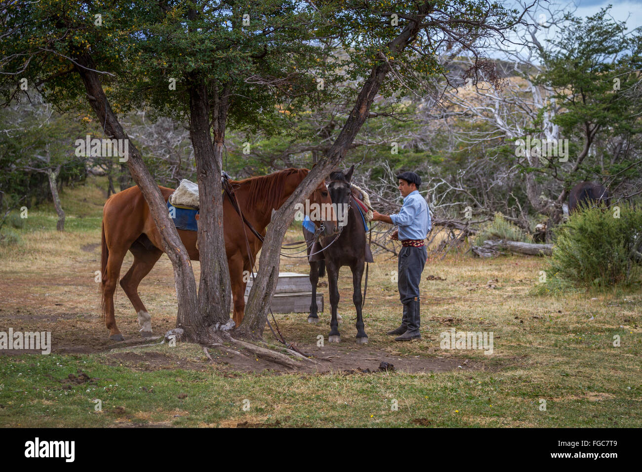 Gaucho person tending to horses, Torres del Paine National Park, Chile, Patagonia, South America Stock Photo