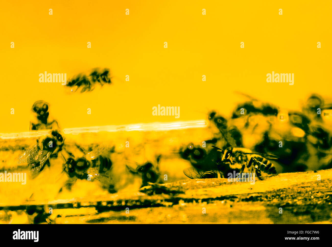 Flying cockroach hi-res stock photography and images - Alamy