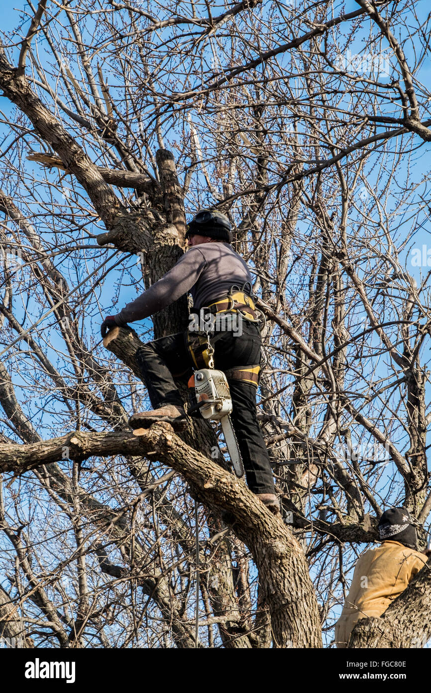 A tree removal crew cuts a large ash tree from behind a residence in Oklahoma City, Oklahoma, USA. Stock Photo