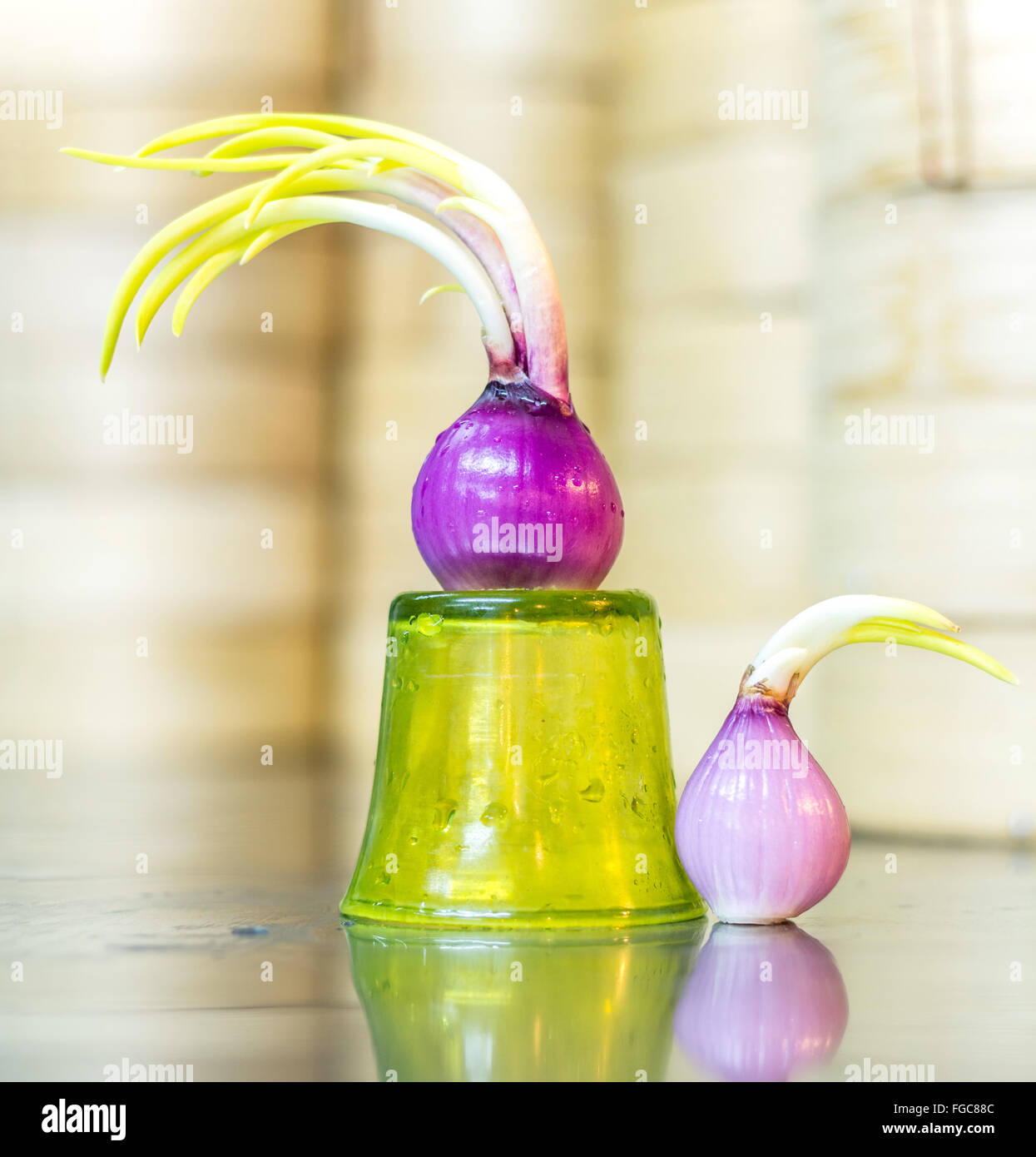 season spanish onion spring Stock Photo Alamy