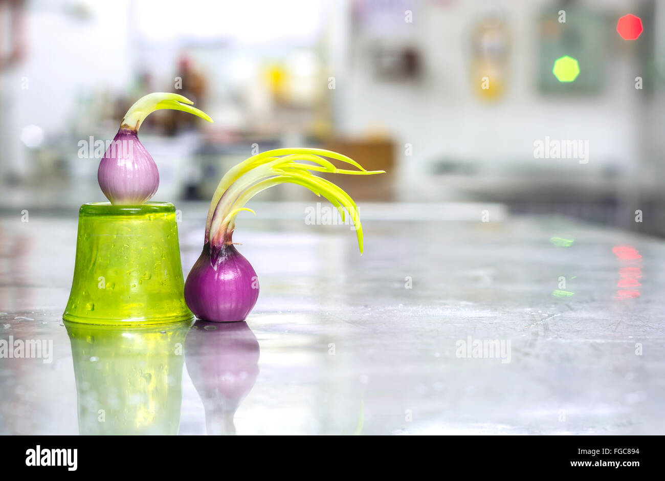 season spanish onion spring Stock Photo Alamy