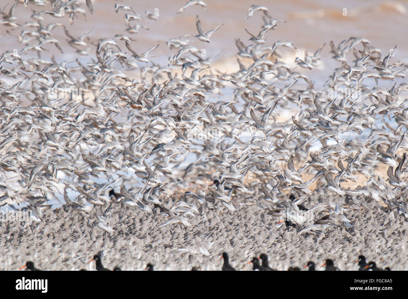 A large flock of knot (Calidris canutus) taking off from a beach at the edge of the Humber Estuary at Spurn Point, East Yorkshir Stock Photo