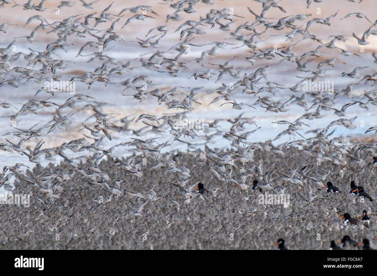 A large flock of knot (Calidris canutus) taking off from a beach at the edge of the Humber Estuary at Spurn Point, East Yorkshir Stock Photo