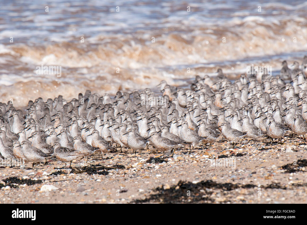 A flock of knot (Calidris canutus) walking along a beach at the edge of the Humber Estuary at Spurn Point, East Yorkshire. Septe Stock Photo