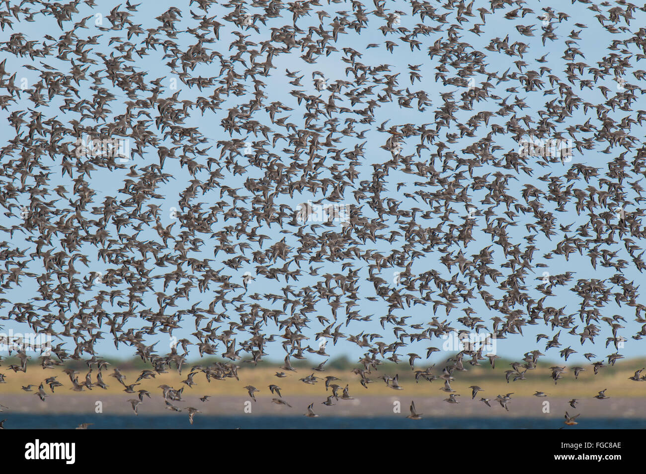 A large flock of knot (Calidris canutus) in flight over the Humber Estuary at Spurn Point, East Yorkshire. September. Stock Photo