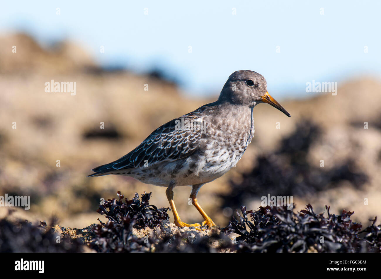 Purple sandpiper (Calidris maritima) adult perched on the rocks of Filey Brigg in North Yorkshire. September. Stock Photo