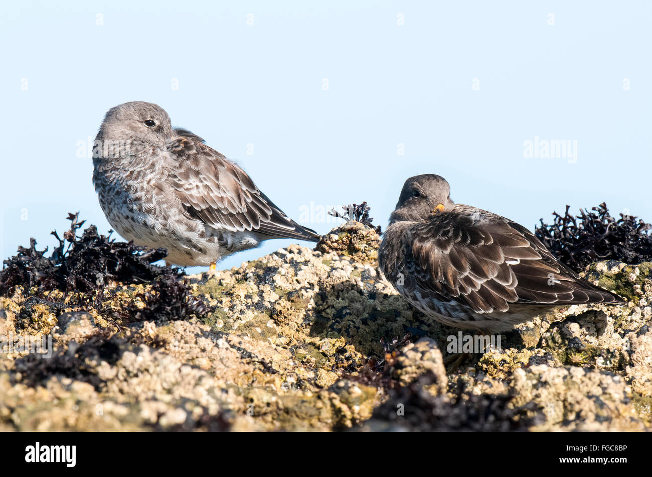 Purple sandpiper (Calidris maritima) two adults roosting on the rocks of Filey Brigg in North Yorkshire. September. Stock Photo