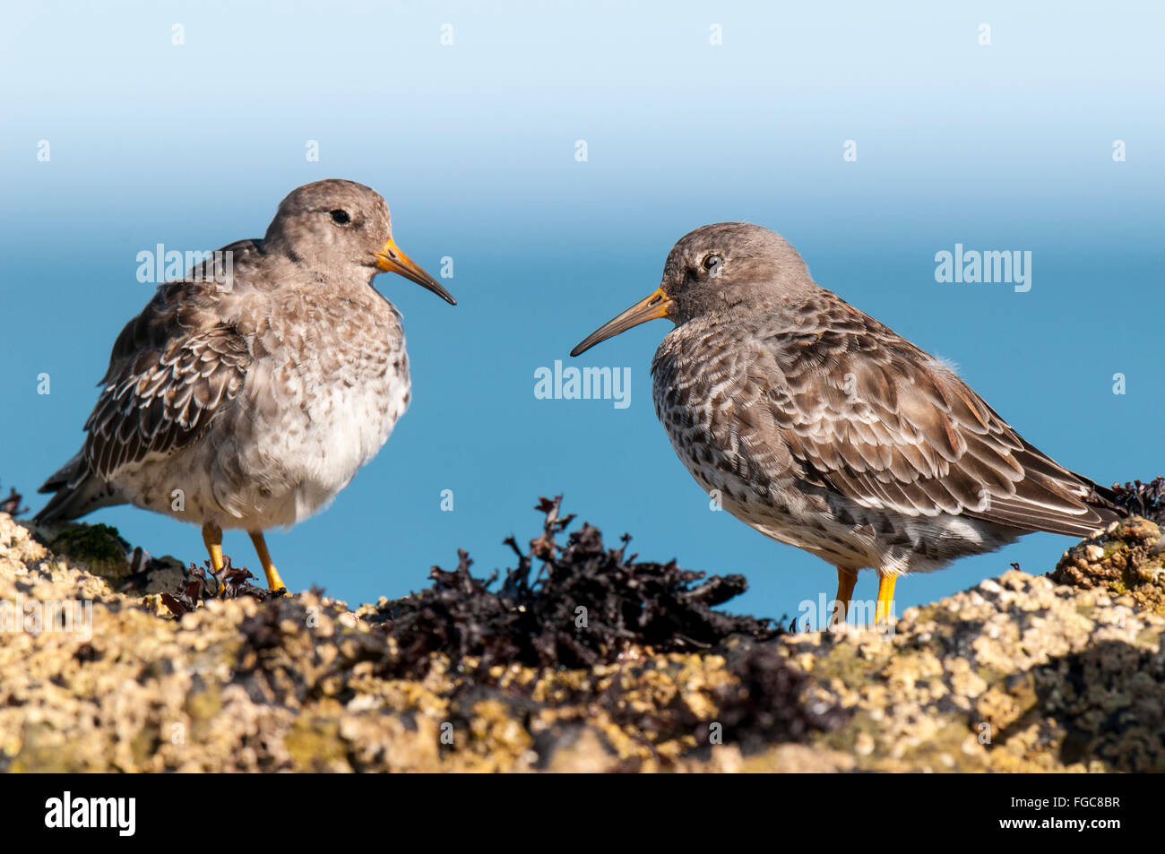 Purple sandpiper (Calidris maritima) two adults perched on the rocks of Filey Brigg in North Yorkshire. September. Stock Photo