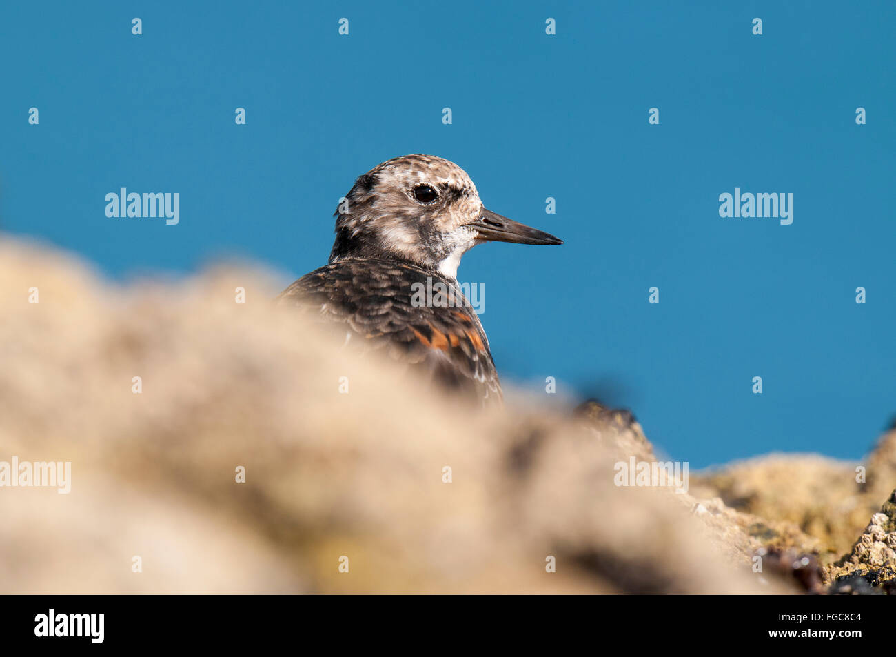 Turnstone (Arenaria interpres) adult perched on the rocks of Filey Brigg in North Yorkshire. September. Stock Photo