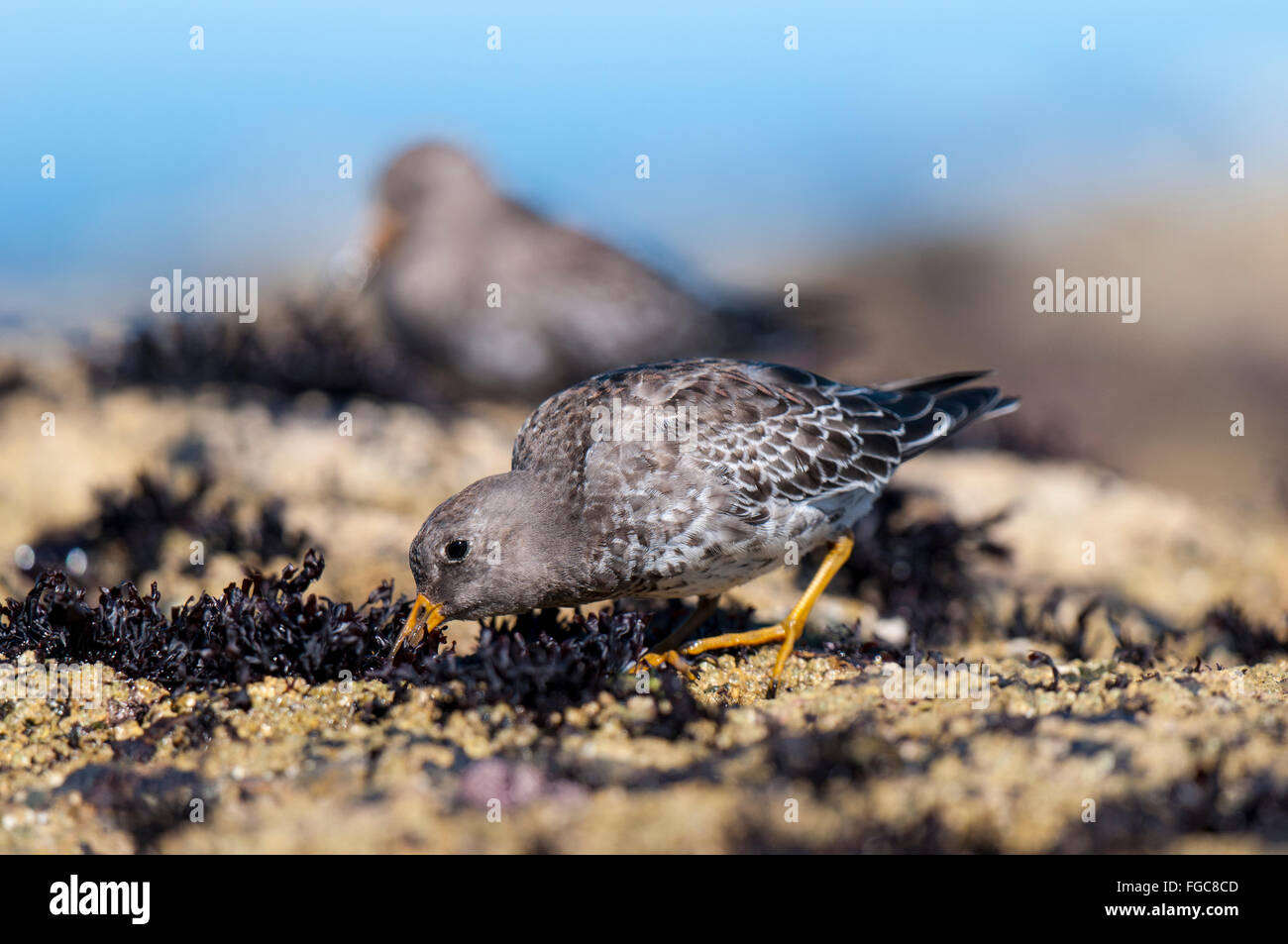 Purple sandpiper (Calidris maritima) adult foraging on the rocks of Filey Brigg in North Yorkshire. September. Stock Photo