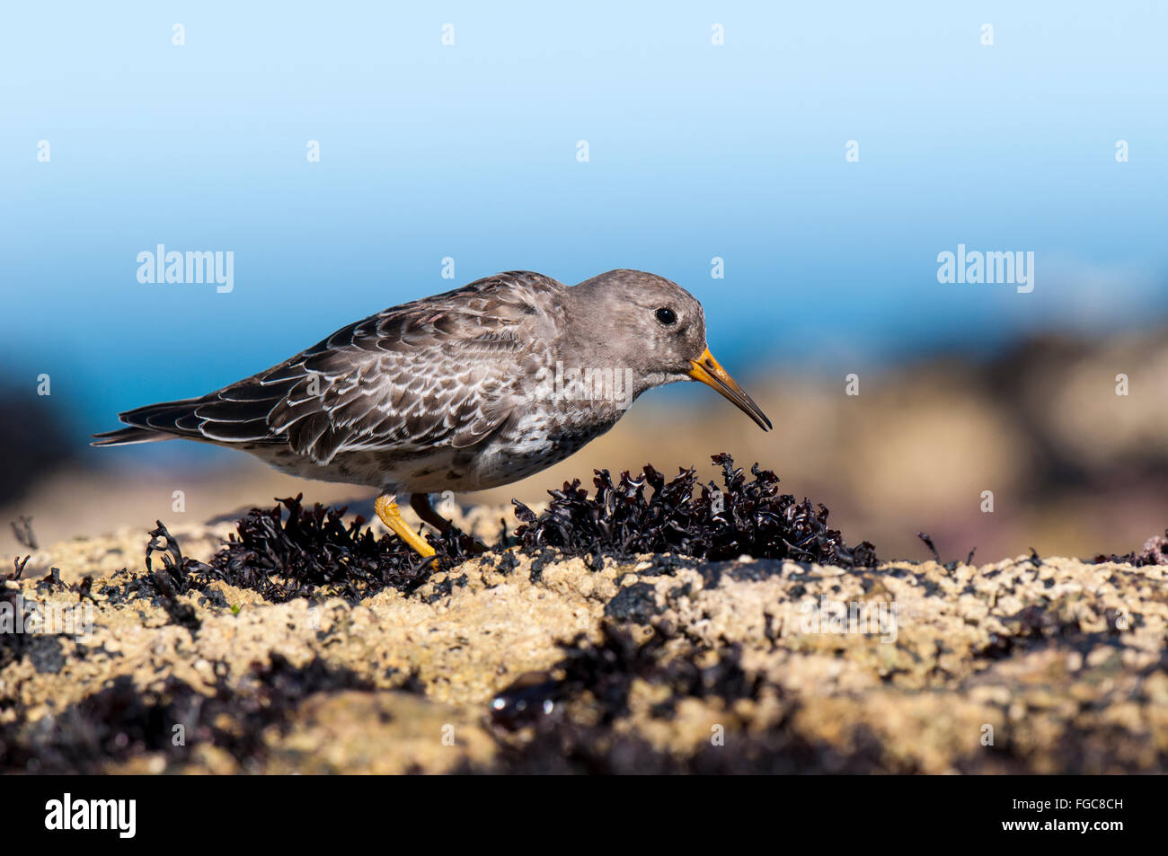 Purple sandpiper (Calidris maritima) adult foraging on the rocks of Filey Brigg in North Yorkshire. September. Stock Photo