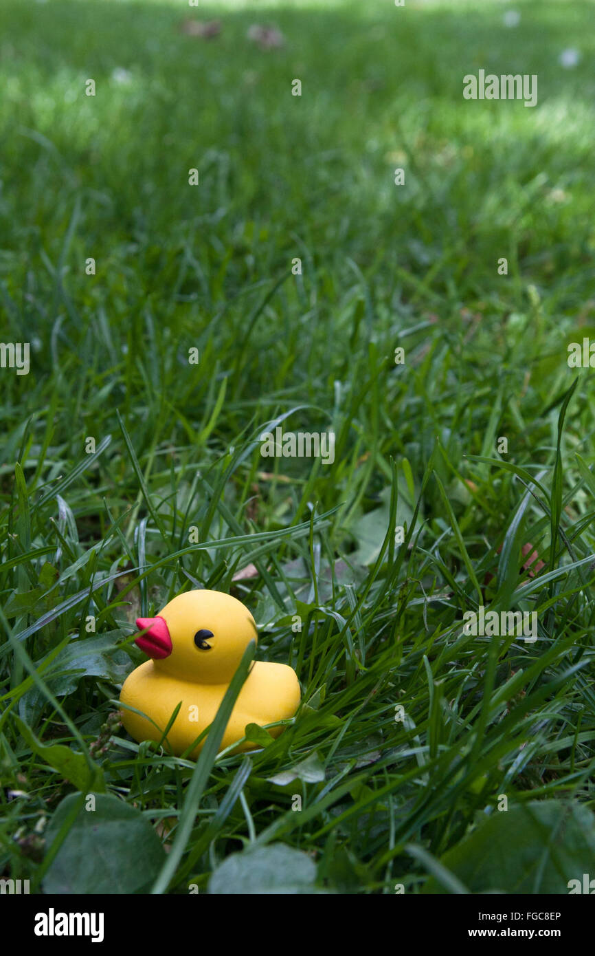 Yellow rubber duck sitting in the grass, bottom of shot, green grass fills the rest of image Stock Photo