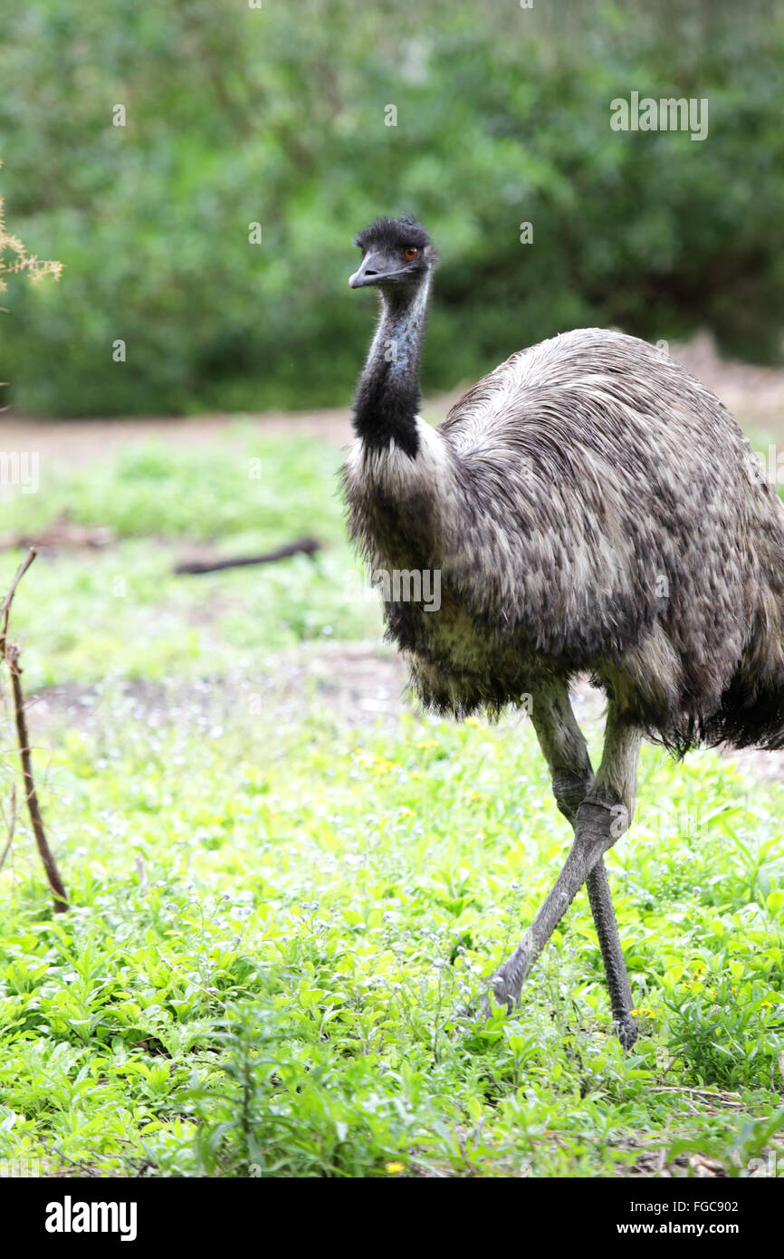 Emu (Dromaius novaehollandiae) in the Tower Hill Wildlife Reserve near Warrnambool, Victoria, Australia. Stock Photo