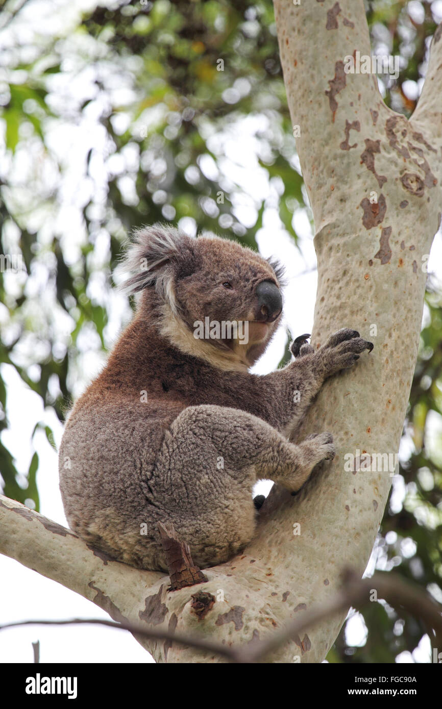 Koala (Phascolarctos cinereus) sitting on a tree in the Tower Hill Wildlife Reserve near Warrnambool, Victoria, Australia. Stock Photo