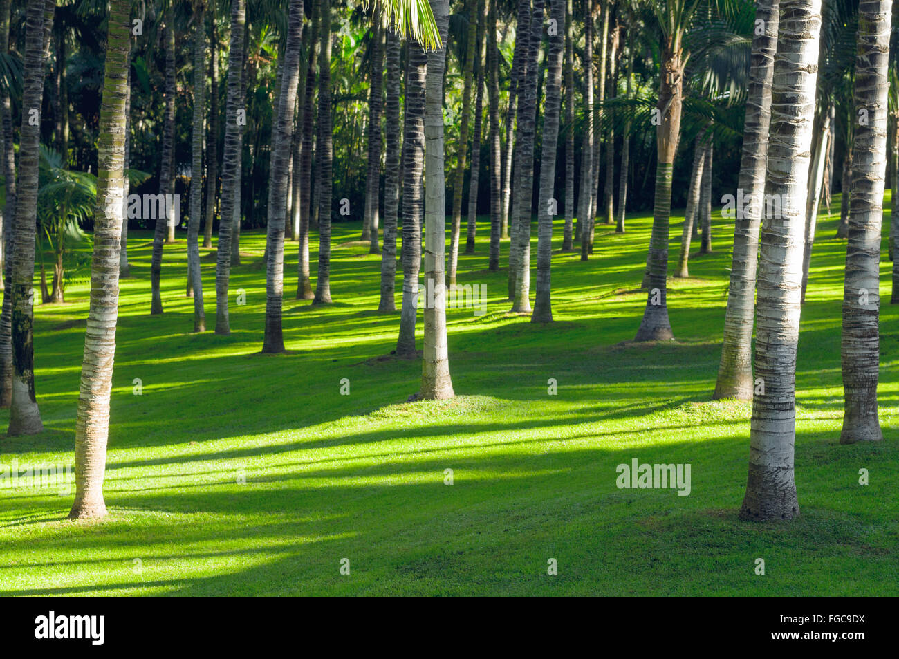 Palm trees on grass hires stock photography and images Alamy