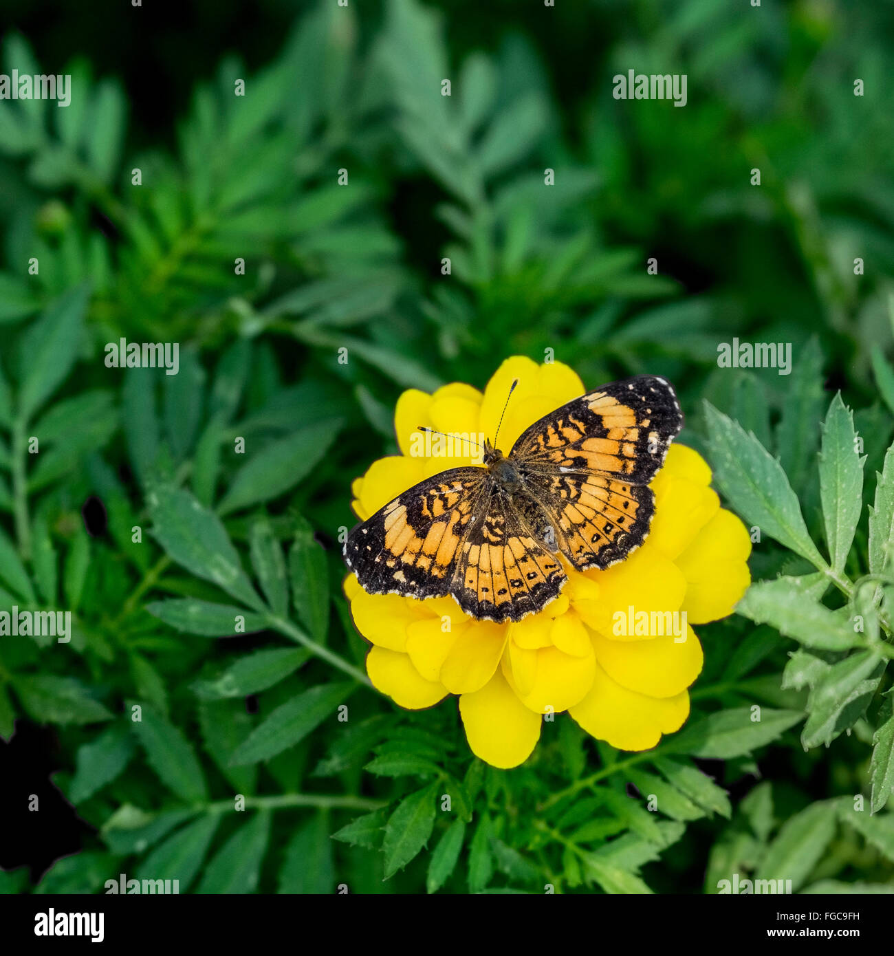 A Silvery Checkerspot butterfly, Chlosyne nycteis, on French Marigolds, Tagetes petula. Oklahoma, USA Stock Photo