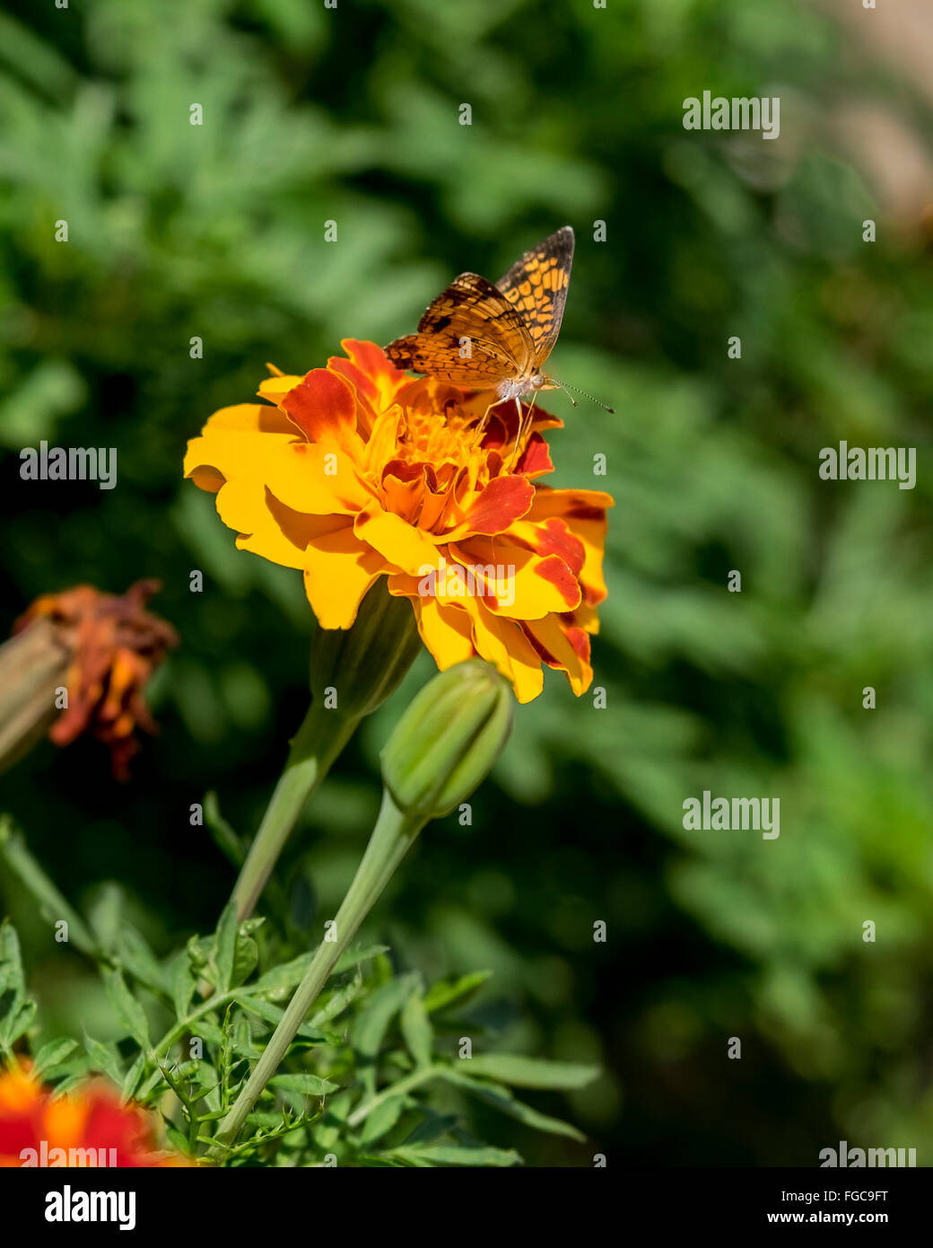 A Silvery Checkerspot butterfly, Chlosyne nycteis, on French Marigolds, Tagetes petula. Oklahoma, USA Stock Photo