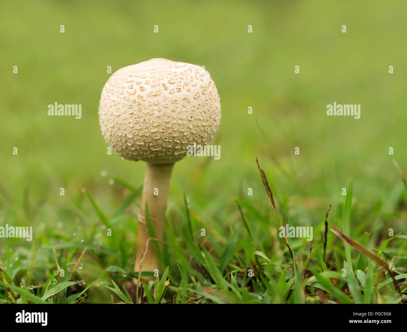 Australia, Queensland new young mushroom growing through wet green grass Stock Photo