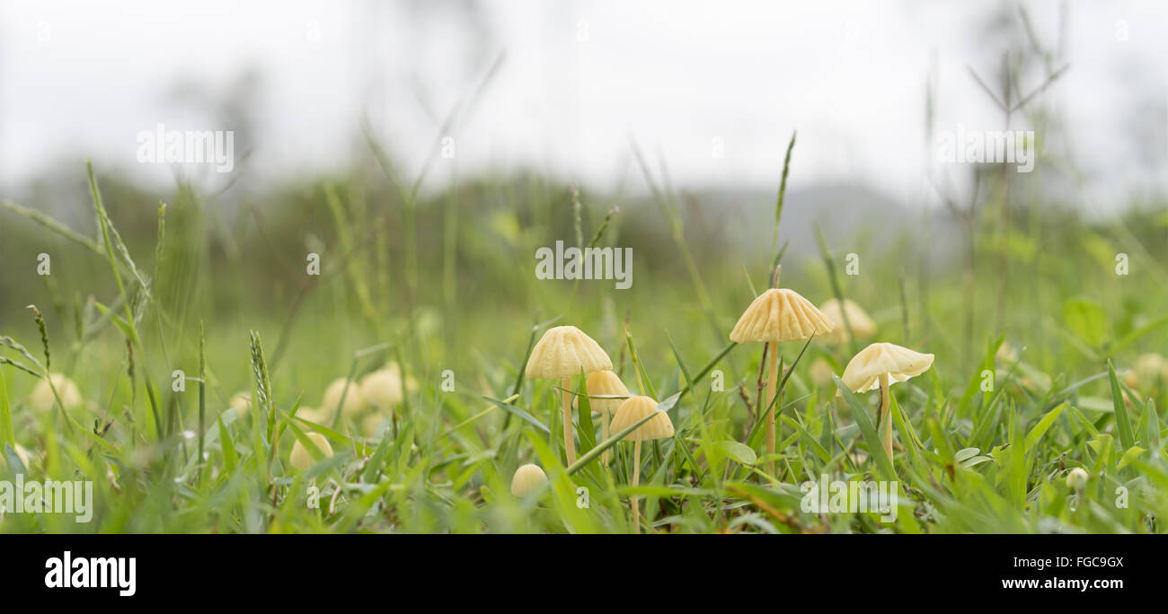 Australian Wet Season Panorama Landscape View of Small Mycena Mushrooms in Long Green grass on an overcast day Stock Photo