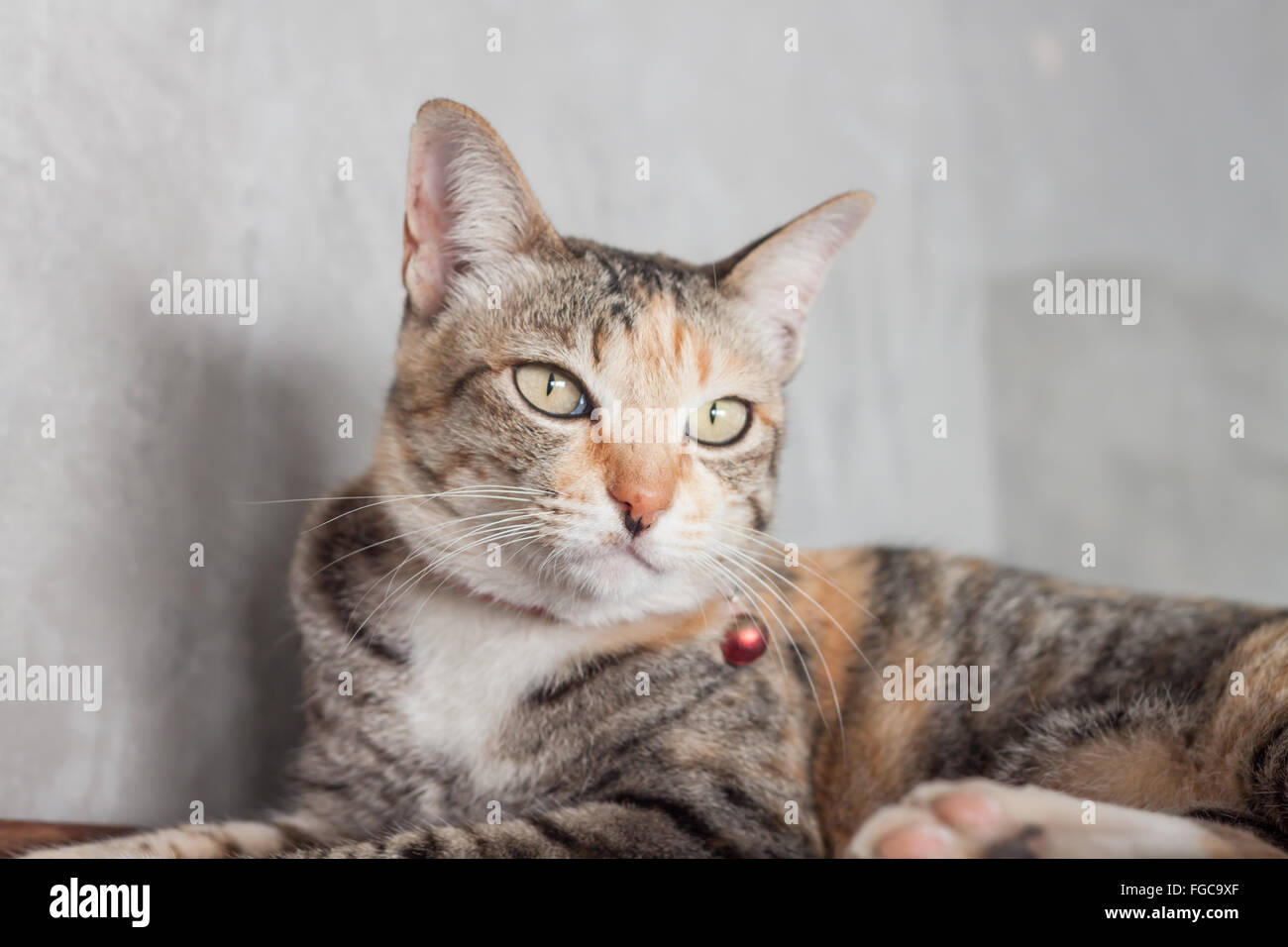 Thai cat pose with grey background, stock photo Stock Photo