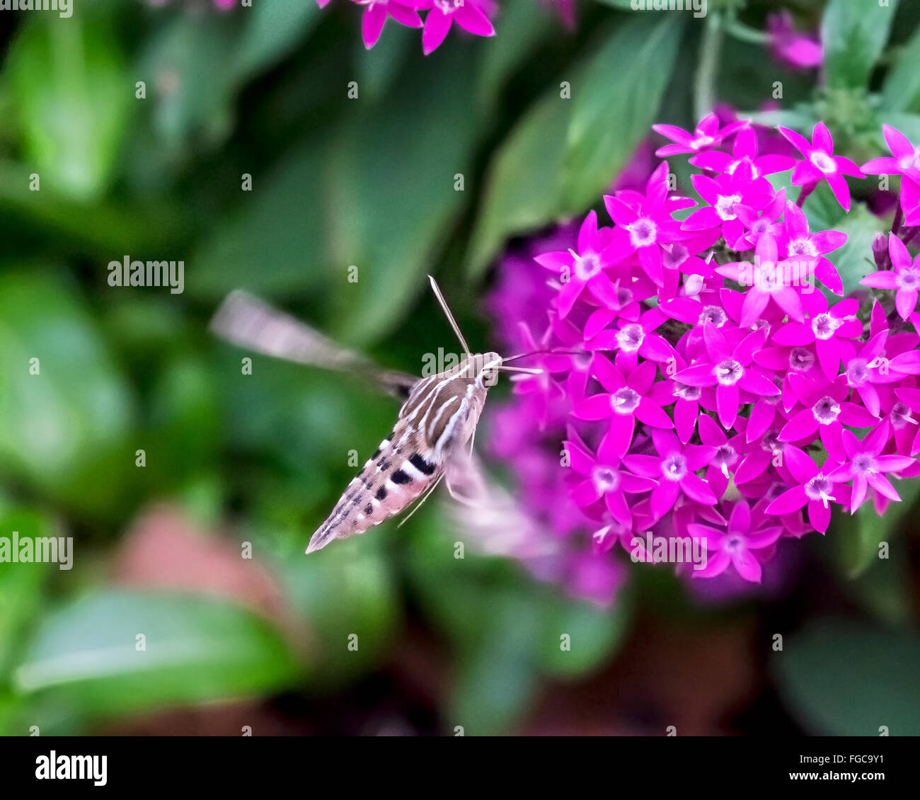 A White-lined sphinx moth,Hyles lineata, nectars on Pentas lanceolata flowers in late evening in Oklahoma, USA. Stock Photo